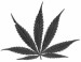 marihuana-2-